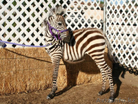 Продаем зебр из питомника - Изображение #6, Объявление #819319
