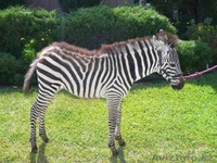Продаем зебр из питомника - Изображение #8, Объявление #819319