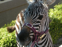 Продаем зебр из питомника - Изображение #9, Объявление #819319