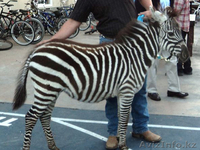 Продаем зебр из питомника - Изображение #2, Объявление #819319