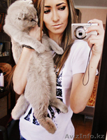 вислоухий шотландец (без родословной) ищет кошечку - Изображение #3, Объявление #825774