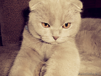 вислоухий шотландец (без родословной) ищет кошечку - Изображение #1, Объявление #825774