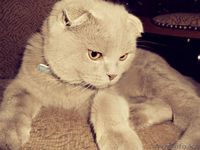 вислоухий шотландец (без родословной) ищет кошечку - Изображение #2, Объявление #825774