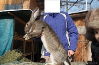 Бельгийский великан(ФЛАНДР) - Изображение #1, Объявление #821017