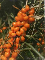 Партнерство и участие в инновационных проектах - Изображение #1, Объявление #820962