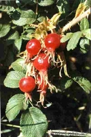 Партнерство и участие в инновационных проектах - Изображение #2, Объявление #820962