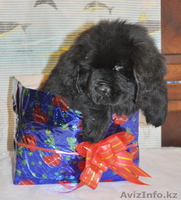 Продам  ньюфаундленда щенка - Изображение #1, Объявление #841222