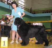 Продам  ньюфаундленда щенка - Изображение #2, Объявление #841222