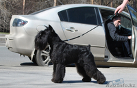 Щенки цвергшнауцера черного окраса - элита - Изображение #6, Объявление #838207