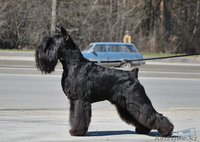 Щенки цвергшнауцера черного окраса - элита - Изображение #5, Объявление #838207