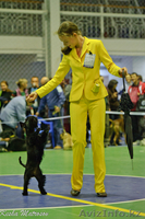 Щенки цвергшнауцера черного окраса - элита - Изображение #4, Объявление #838207