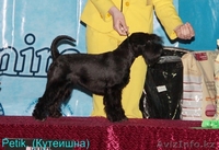 Щенки цвергшнауцера черного окраса - элита - Изображение #1, Объявление #838207
