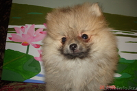 Продам щенков малого померанского шпица - Изображение #2, Объявление #834632