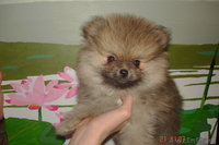 Продам щенков малого померанского шпица - Изображение #3, Объявление #834632