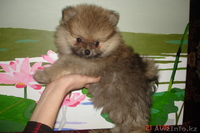 Продам щенков малого померанского шпица - Изображение #5, Объявление #834632