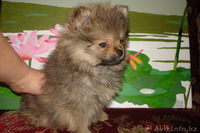 Продам щенков малого померанского шпица - Изображение #9, Объявление #834632