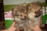 Продам щенков малого померанского шпица - Изображение #10, Объявление #834632