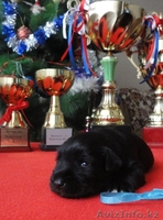 Щенки цвергшнауцера черного окраса - элита - Изображение #7, Объявление #838207