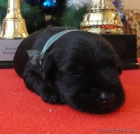 Щенки цвергшнауцера черного окраса - элита - Изображение #9, Объявление #838207