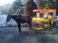 Прокат лошадей в карети, просто лошади и пони - Изображение #1, Объявление #841841