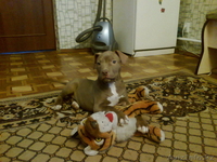 Продам щенка в хорошие руки красноносого питбуля - Изображение #2, Объявление #835460