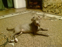 Продам щенка в хорошие руки красноносого питбуля - Изображение #1, Объявление #835460