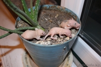 экзотические крысы сфинкс - Изображение #1, Объявление #839450