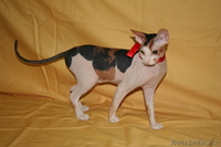 продам котят донского сфинкса - Изображение #8, Объявление #803342