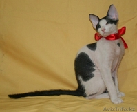 продам котят донского сфинкса - Изображение #5, Объявление #803342