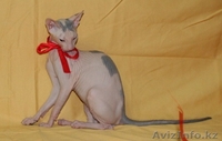 продам котят донского сфинкса - Изображение #2, Объявление #803342