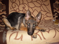 продаются немецкой овчарки щенки - Изображение #1, Объявление #666369