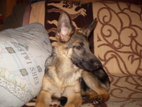 продаются немецкой овчарки щенки - Изображение #2, Объявление #666369