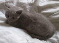 Продам котят британской короткошерстной породы - Изображение #2, Объявление #845862