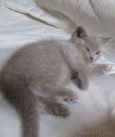 Продам котят британской короткошерстной породы - Изображение #3, Объявление #845862