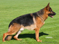 продаются немецкой овчарки щенки - Изображение #3, Объявление #666369