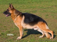 продаются немецкой овчарки щенки - Изображение #4, Объявление #666369