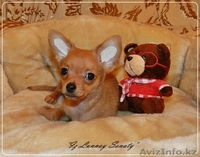 Русский той "из Лунной сонаты"- рыженький мальчик - Изображение #2, Объявление #872213