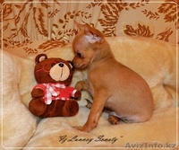 Русский той "из Лунной сонаты"- рыженький мальчик - Изображение #3, Объявление #872213