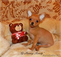 Русский той "из Лунной сонаты"- рыженький мальчик - Изображение #1, Объявление #872213