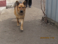 Кобель немецкой овчарки для вязки - Изображение #1, Объявление #868534