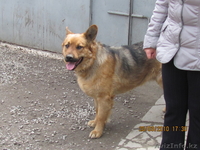 Кобель немецкой овчарки для вязки - Изображение #2, Объявление #868534