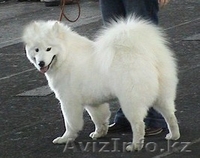 щенок лайки самоеда продаю в Алмате, алиментная девочка - Изображение #5, Объявление #856314