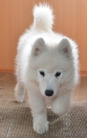 щенок лайки самоеда продаю в Алмате, алиментная девочка - Изображение #1, Объявление #856314