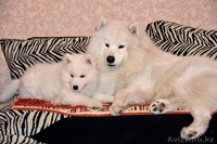 щенок лайки самоеда продаю в Алмате, алиментная девочка - Изображение #3, Объявление #856314