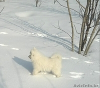 щенок лайки самоеда продаю в Алмате, алиментная девочка - Изображение #2, Объявление #856314