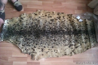 шкура нерпы акиба - Изображение #1, Объявление #867631