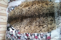 шкура нерпы акиба - Изображение #2, Объявление #867631