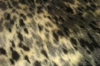 шкура нерпы акиба - Изображение #3, Объявление #867631