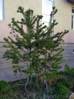 Хвойные растения:голубая ель, можжевельник,туя, сосна.... Распродажа. - Изображение #4, Объявление #871574