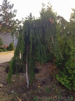 Хвойные растения:голубая ель, можжевельник,туя, сосна.... Распродажа. - Изображение #6, Объявление #871574